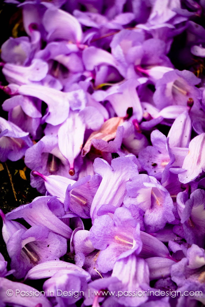 Malaysia Purple Sakura