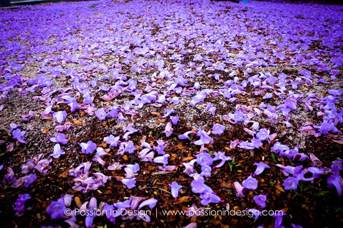 Malaysia Purple Sakura